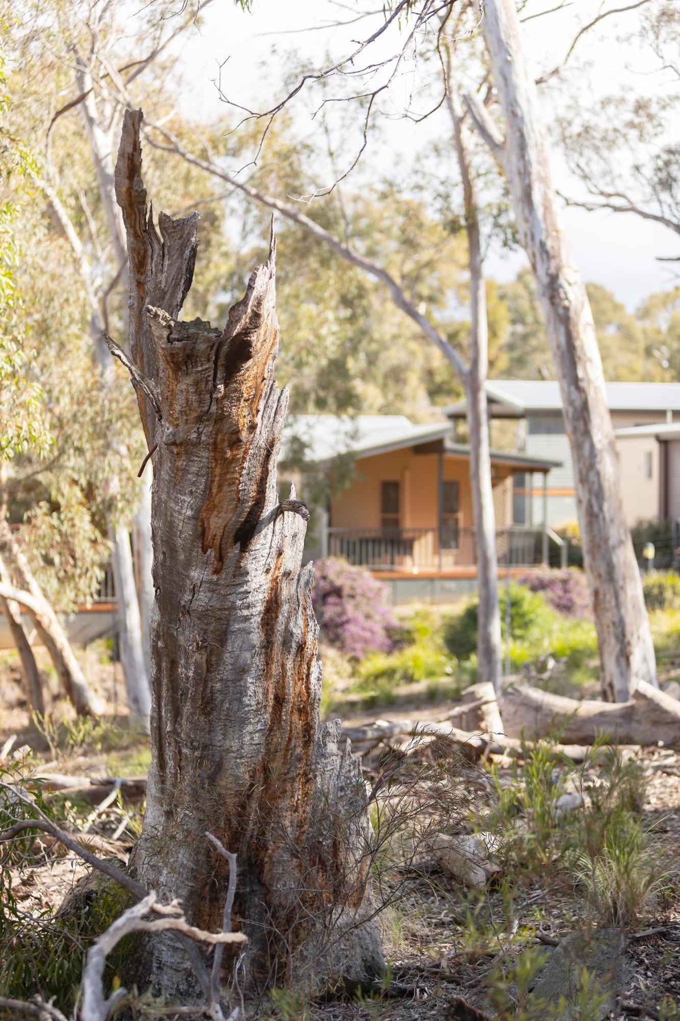 Alivio Tourist Park Canberra Exteriör bild
